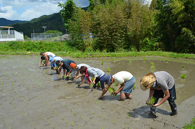 田植え