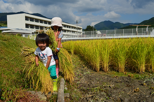 お米の収穫2