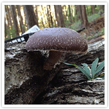 しいたけイメージ